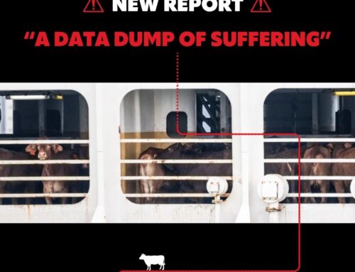 Avslöjanden om plågsamma djurtransporter i ny rapport