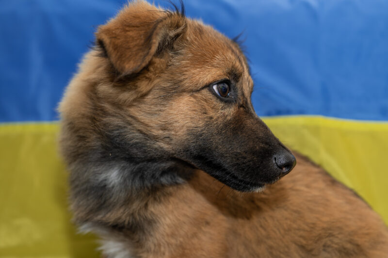 Young homeless dog in an animal shelter. Portrait of homeless do