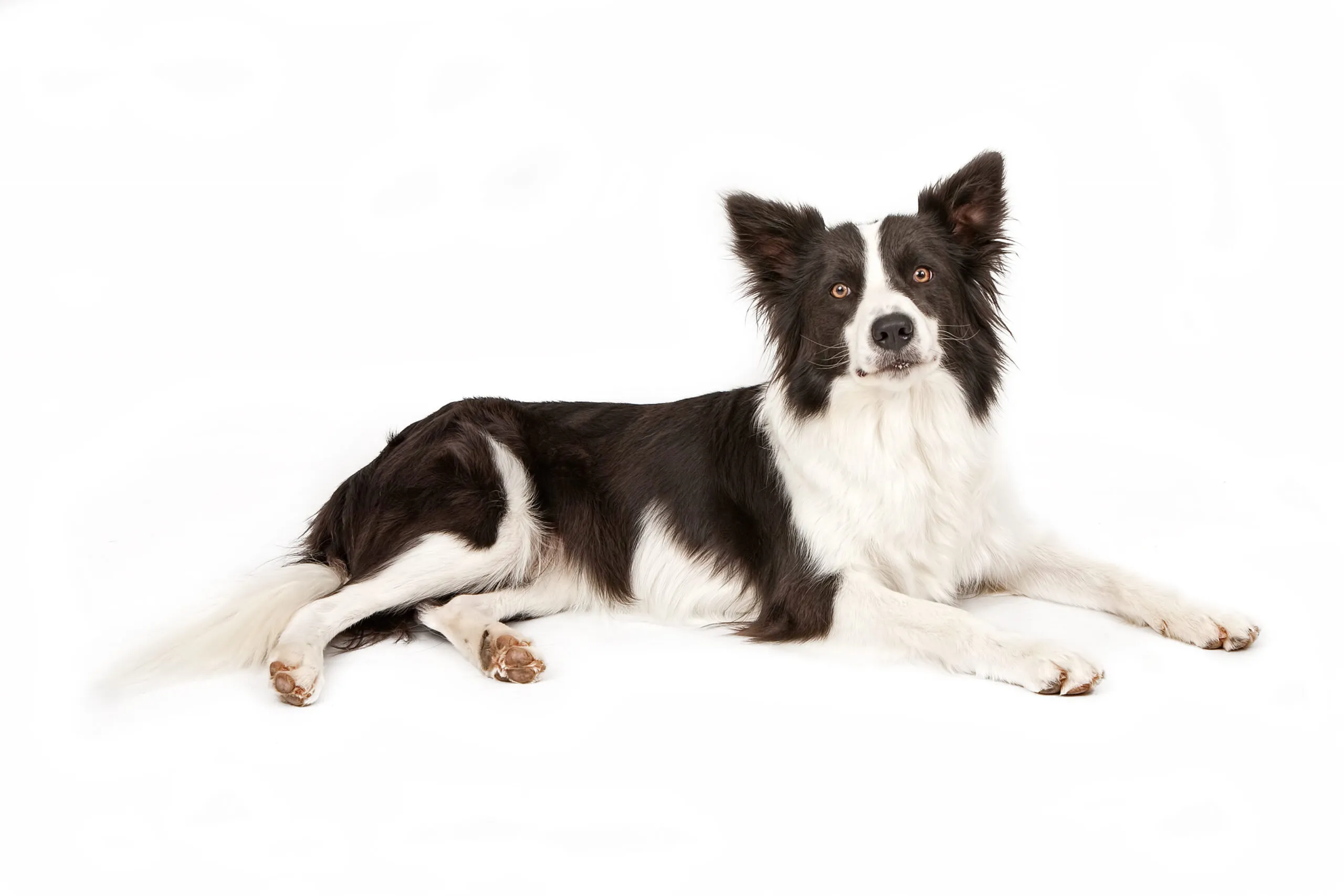 Border Collie Dog Looking Forward