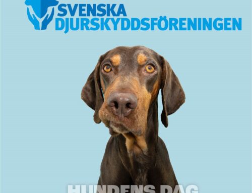 Hundens dag den 23 augusti på Vaksala torg