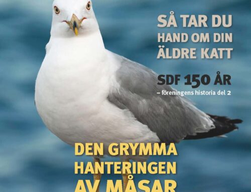 Djurens Värld nr 2 2025