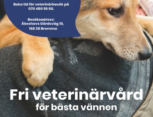 Fri veterinärvård för utsattas djur