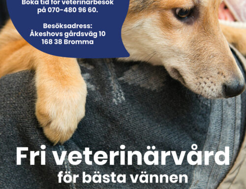 Fri veterinärvård på Djurens dag