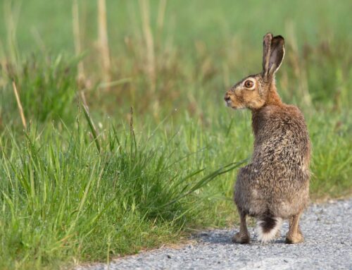 Förbudet mot pilbågsjakt hotat