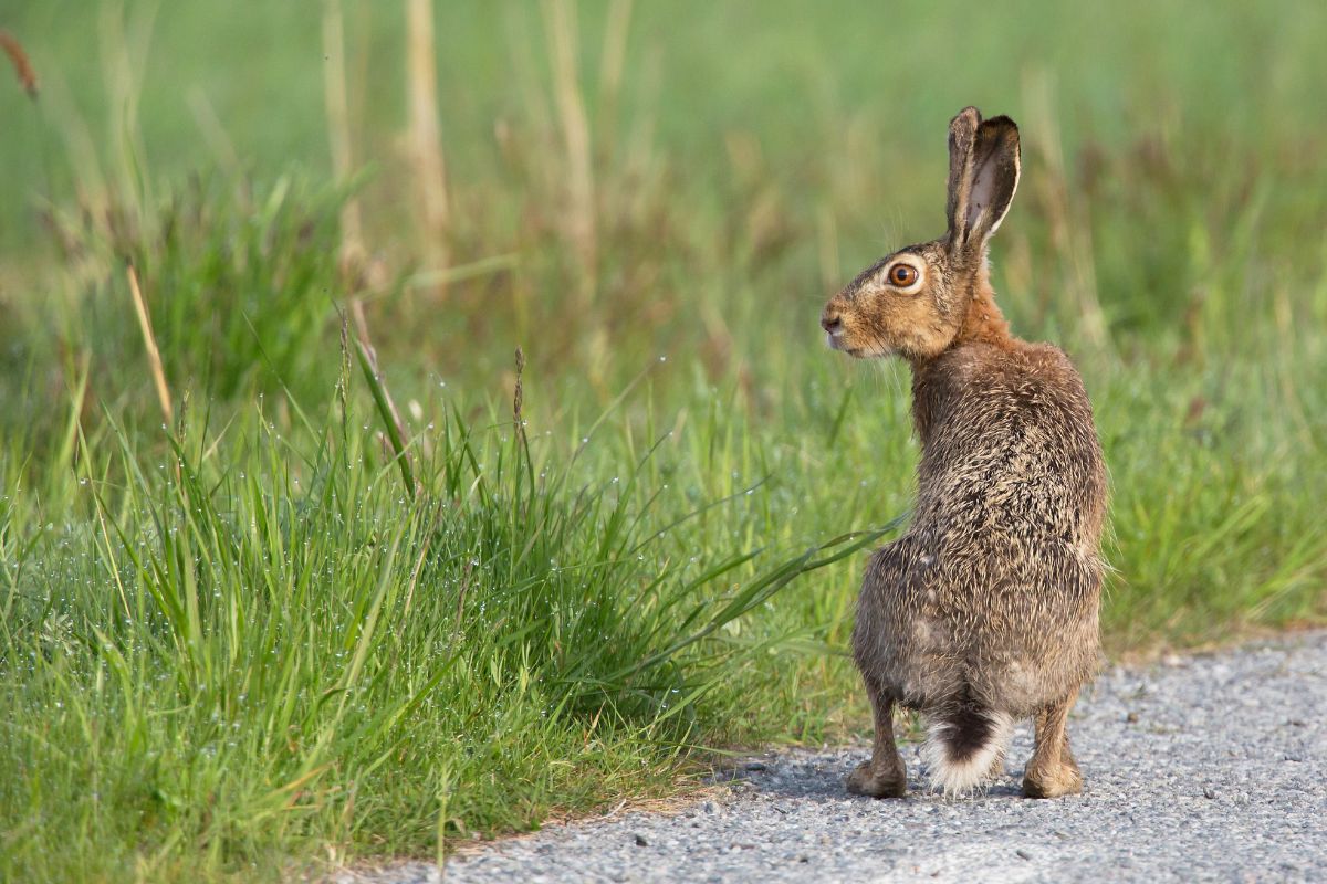 Förbud mot pilbågsjakt kan vara hotat.