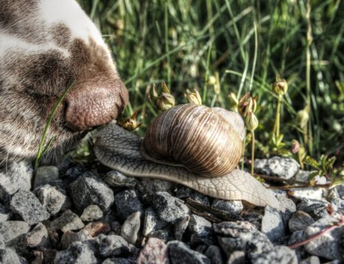 Ökad spridning av fransk hjärtmask hos hund