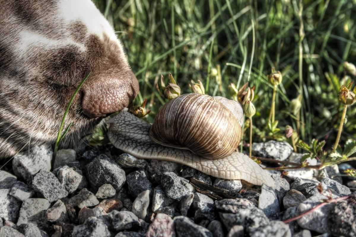 Hundar kan smittas av fransk hjärtmask när de slickar på infekterade sniglar.