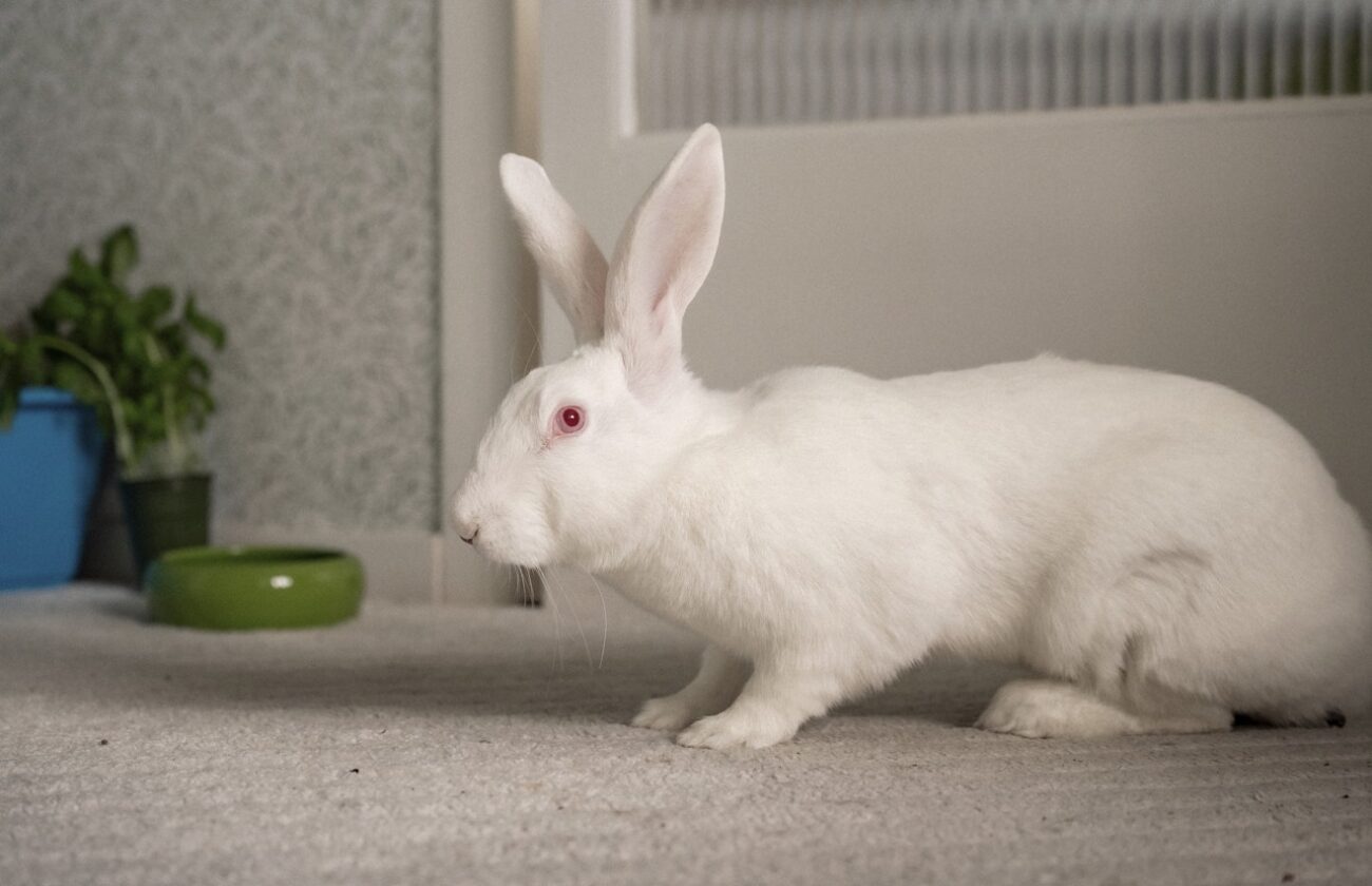 Kanin från forskningslabb få nytt hem.