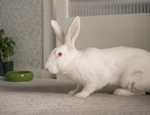 Försökskaninen Jill har får nytt hem