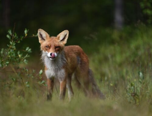 Stoppa hetsdrev mot rävar och harar