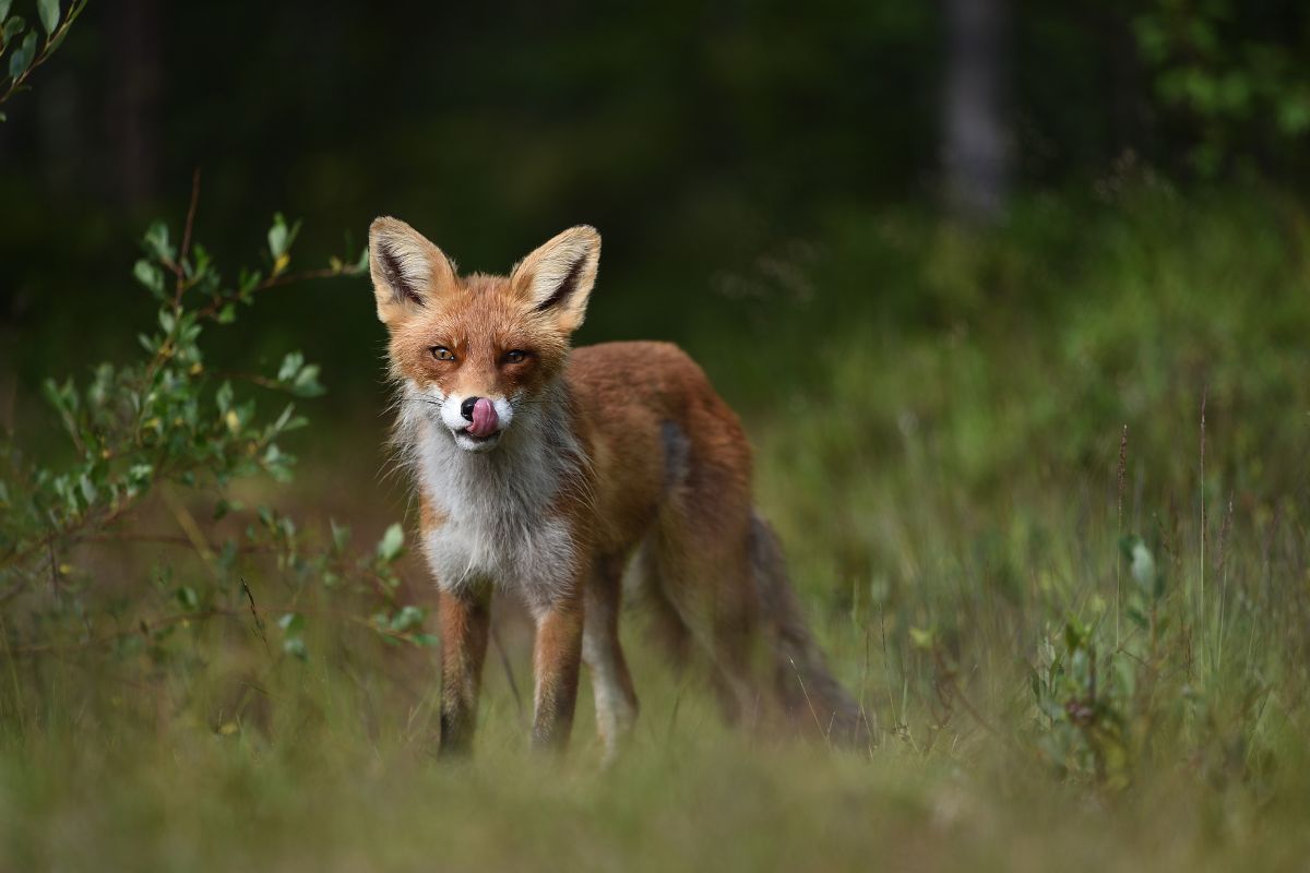 Räv i skogen. I Sverige är det tillåtet med tävlingar där harar och rävar förföljs av jakthunder i timmar.