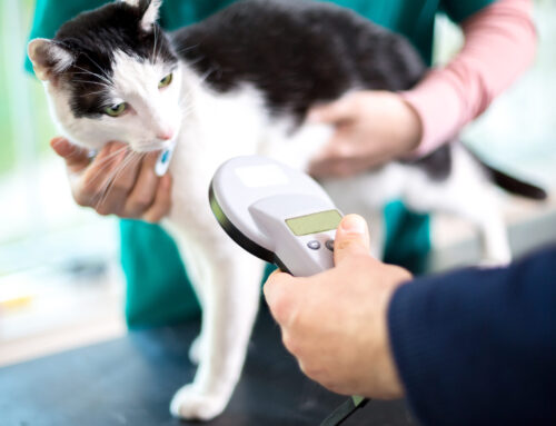 Lagändring om ID-märkning av katt från och med den 1 januari 2023