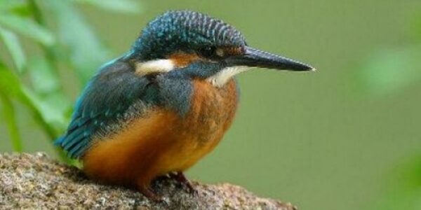 Hotade nordiska fåglar - Djurskydd.org